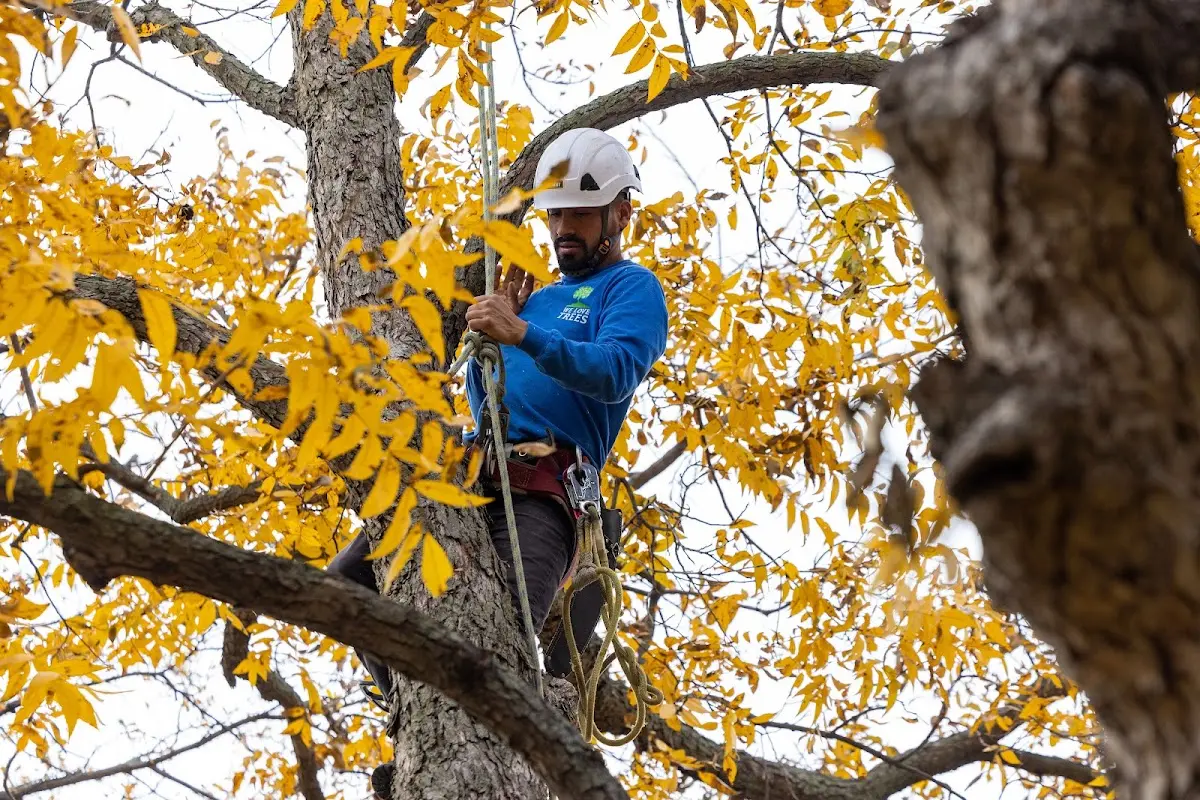 Skilled Tree Planing crew working in Laguna Niguel